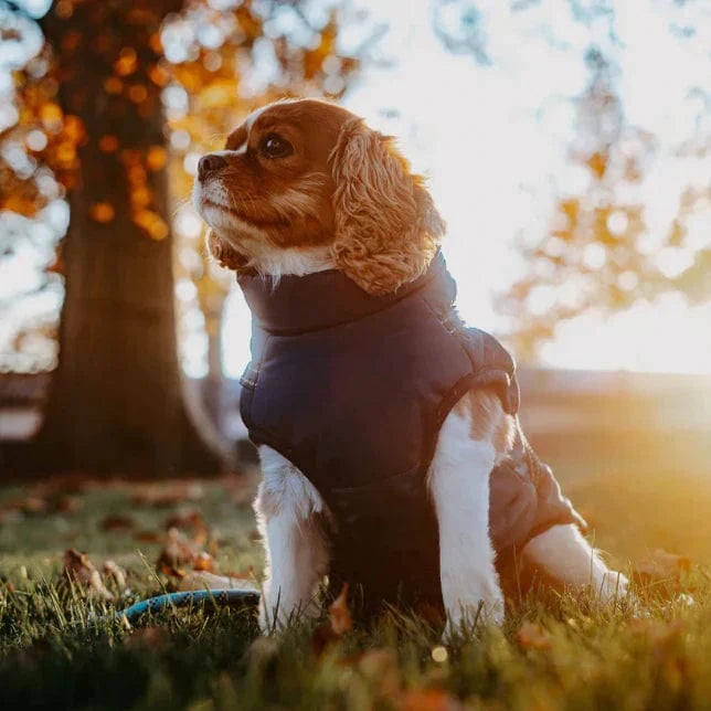 Hundefrakke | Vandtæt, Varm Jakke til Hunde | Stilfuld Design, Komfort, Alle Størrelser Pet Apparel Danmarkmode.dk